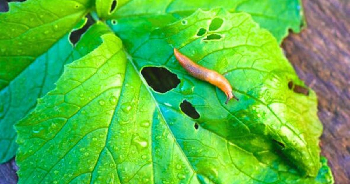 Gardener’s simple £5 hack to keep slugs away gets wife’s seal of approval