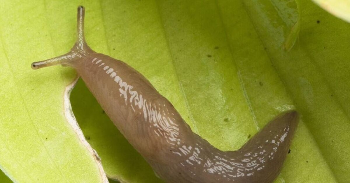 Gardener’s hack to banish slugs using just two items