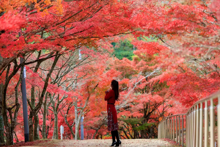 A hidden gem of a spot to see autumn leaves in Okayama! Take stunning photos at Ryusenji Temple (Okayama City)