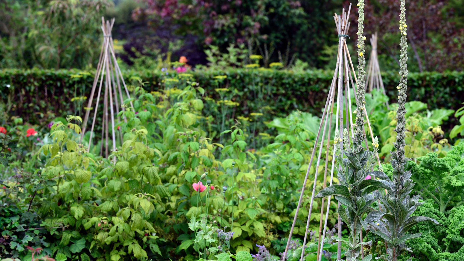 How to get rid of seed bean flies: Pest control advice